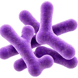 Bifidobacterium longum