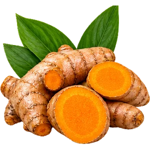 Экстракт корневища куркумы