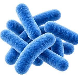 Lactobacillus rhamnosus